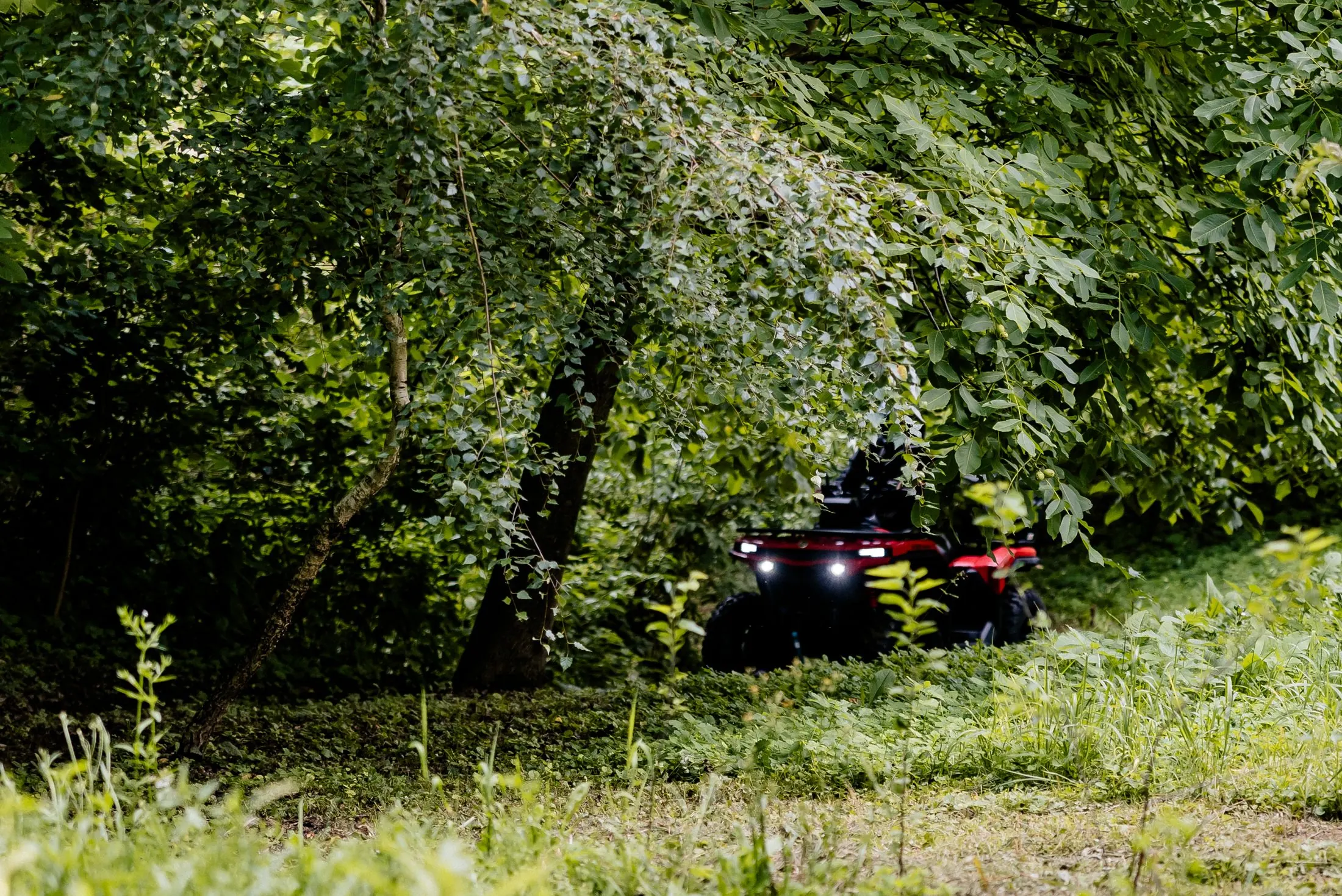 Quad ulazi u zeleni šumski teren