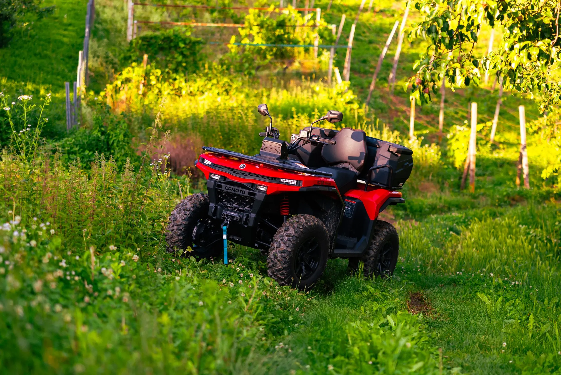 Crveni quad u zelenom voćnjaku